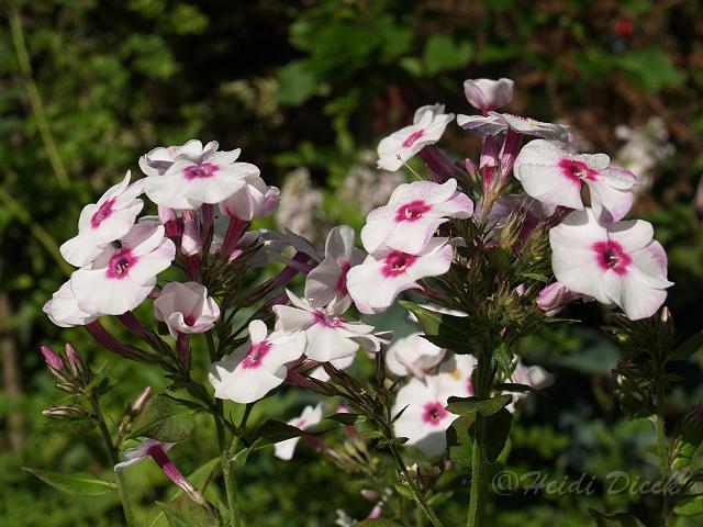 Phlox Zauberspiel1.JPG